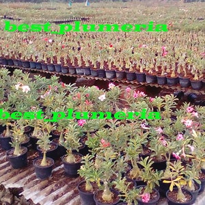 Adenium obesum Mixed 18 GRAFTED PLANTS Save Space image 3