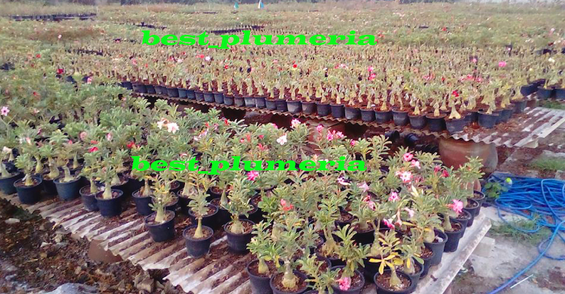 Adenium obesum Mixed 18 GRAFTED PLANTS Save Space image 3