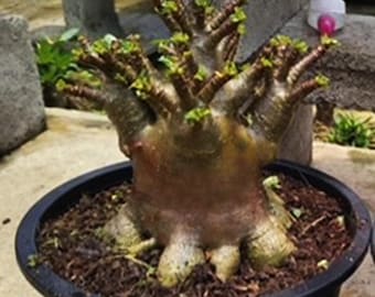 素晴らしい！ブラックアデニウム アラビカム デザートローズ「カラマエ
