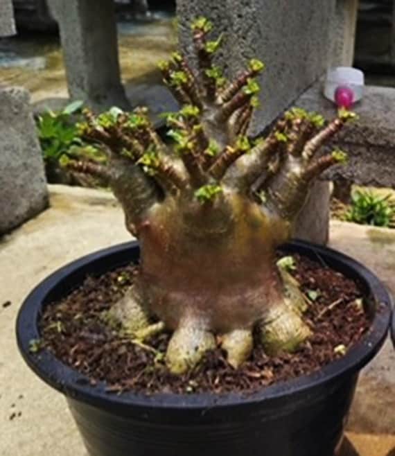 Super! Black Adenium Arabicum Desert Rose "kalamae" Compact Form Bonsai  Plant! - Etsy Israel