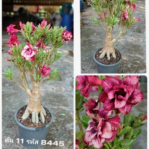 Adenium grafted 1 Plant "8445" exact plant in picture + free Phyto certificate!!
