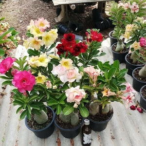 Adenium obesum Mixed 18 GRAFTED PLANTS Save Space image 5