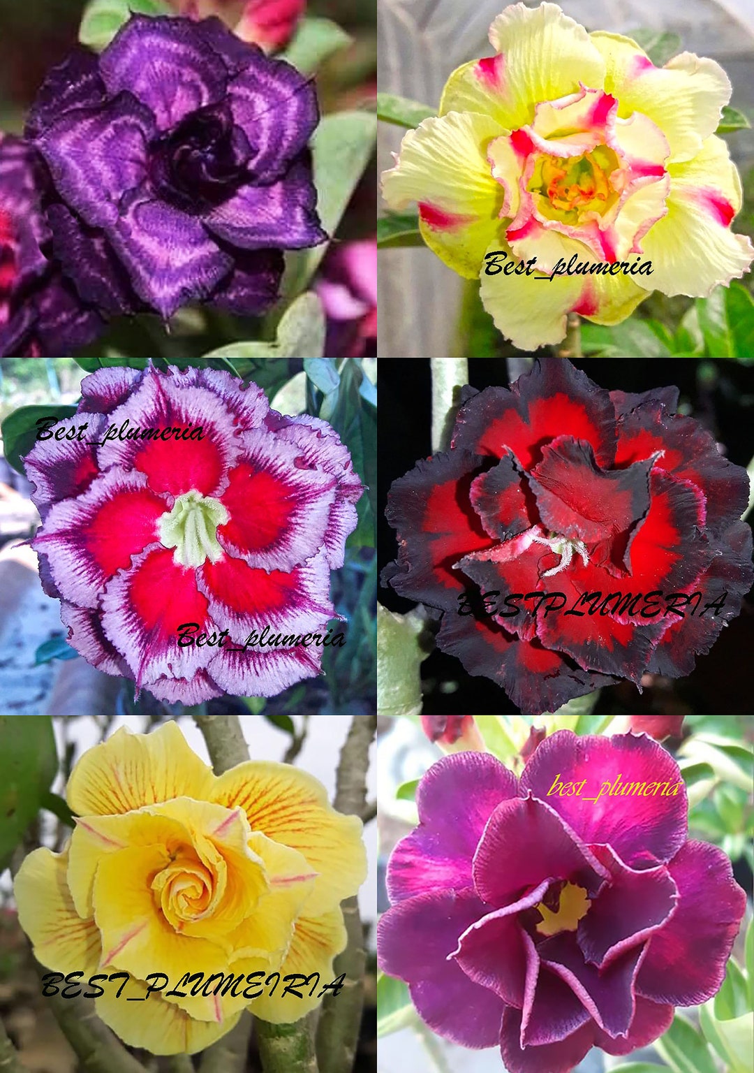 AMAZING! ADENIUM Mixed 6 GRAFTED PLANTS RARE
