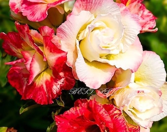 Adenium innestato 1 pianta "Stagione MAYA" 500 grammi Risparmia spazio Novità! + certificato fitosanitario gratuito