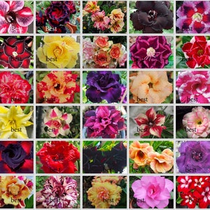 INCROYABLE ! ADENIUM mélangé 6 PLANTES GREFFÉES RARES PAS