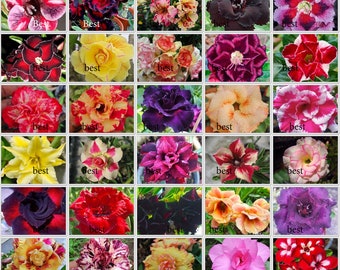 New Adenium Obesum &quot;identified by color&quot; 1,100+gifts &quot;Seeds 30 Type free gift