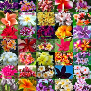 Plumeria Samen / Blumen / Fresh MX 1.000 Samen selten