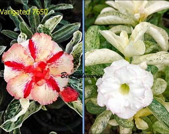 5 Graines Adenium Obesum 'Kaleidoscope' - Rose Du Désert - Plante Succulente à Fleurs - 4