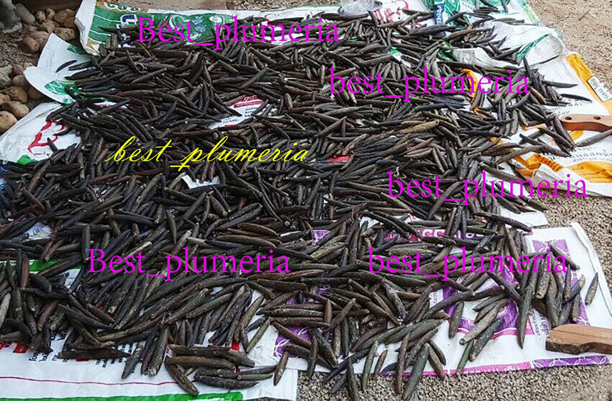 Plumeria Seeds/Flowers/MX 1,000 Seeds Rare free gift! - Etsy 日本