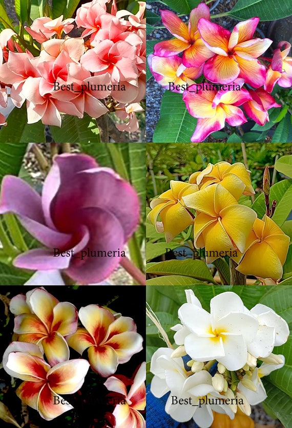 プルメリア 挿し木用苗木 R プルメリア挿し木用苗パック詰め：3色