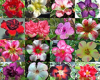 Adenium Obesum "identified by color" 1,100 "Seeds 24 Types