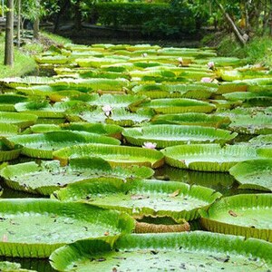 Victoria Amazonica/Giant Water Lily/Lotus/ 50 seeds image 4