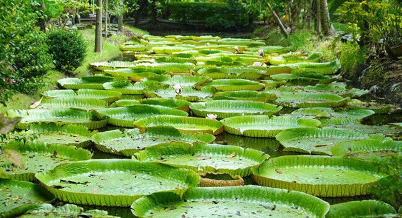 Victoria Amazonica/Giant Water Lily/Lotus/ 50 seeds image 4