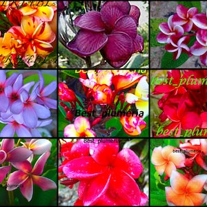 Semillas/Flores/MX 250 Semillas de Plumeria ¡Regalo raro y gratis!