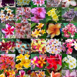 Plumeria Seeds/Flowers/MX 1,000 Seeds Rare free gift!