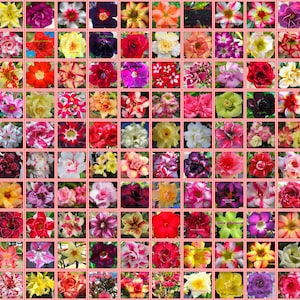 Peut inclure: Une collection de 100 types différents de fleurs d'Adenium obesum, également connues sous le nom de Rose du désert. Les fleurs sont de différentes couleurs, notamment rouge, rose, blanc, jaune et orange. Les fleurs sont disposées en grille.