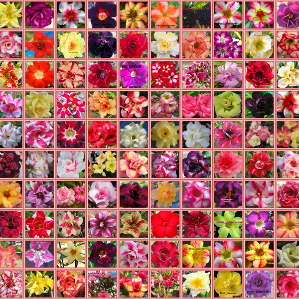 Adenium Obesum Desert rose  "identified by color" 1,100 " Seeds 100 Types fresh