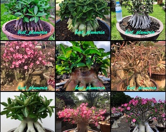 Adenium Arabicum + schwarze Arabicum "Mixed 9 TYPS" 210 Samen SELTEN !!
