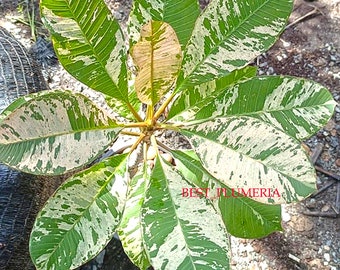 Plumeria Variegada/plantas/1 esqueje/mixto 10-12 pulgadas