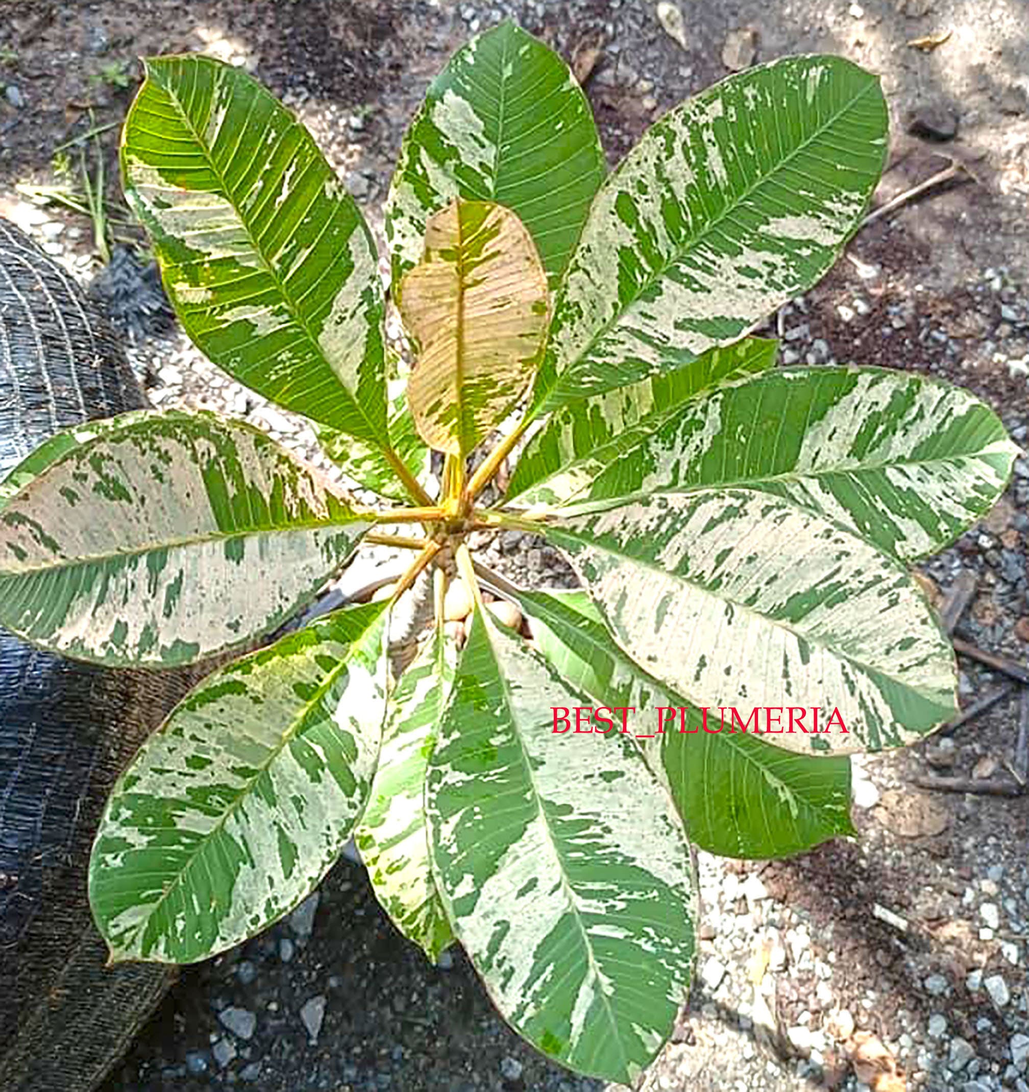Plumeria Variegated/plants/ 1 Cutting / Mixed 10- 12 Inches - Etsy