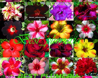 Adenium Obesum "identified by color" 1,100 "Seeds 24 Types