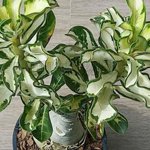 Adenium obesum variegated " Super Bar " 1 GRAFTED PLANT Save Space