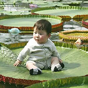 Victoria Amazonica/Giant Water Lily/Lotus/ 50 seeds image 2