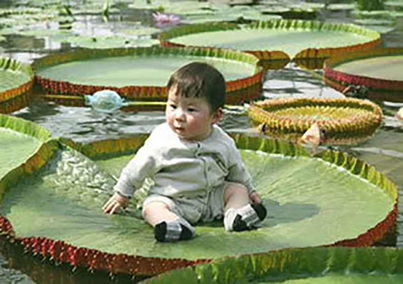 Victoria Amazonica/Giant Water Lily/Lotus/ 50 seeds image 2