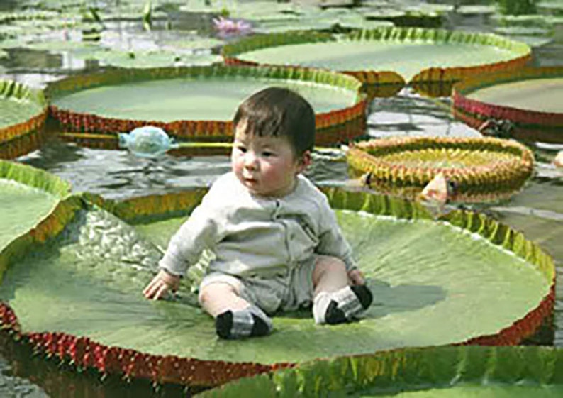 Victoria Amazonica/Giant Water Lily/Lotus/ 100 seeds image 2