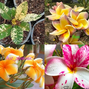 Plumeria /Pflanzen/ 4 Ausschnitte Sammeln SELTEN