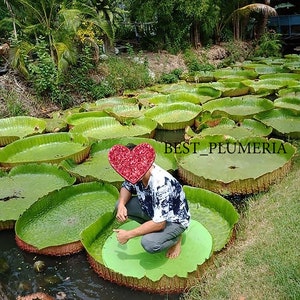 Victoria Amazonica/Giant Water Lily/Lotus/ 100 seeds image 3