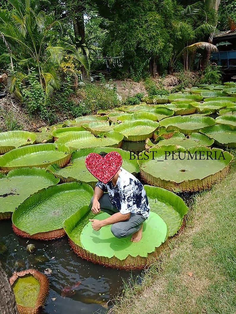 Victoria Amazonica/Giant Water Lily/Lotus/ 100 seeds image 3