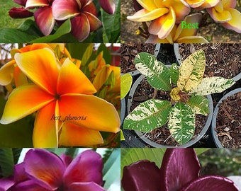 Cutting/Grafted plumeria/Plants/" 6 Types" / 12 -15 inches