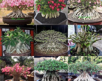 "Adenium Arabicum ""Mixed 9 TYPS"" 500 Samen!! gratis Geschenk