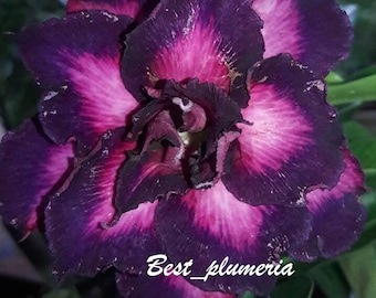 Adenium obesum " 7843 " 1 PIANTA INNESTATA Risparmia spazio