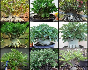 Adenium Arabicum gemischte 9 Arten 210 Samen gratis dazu!!