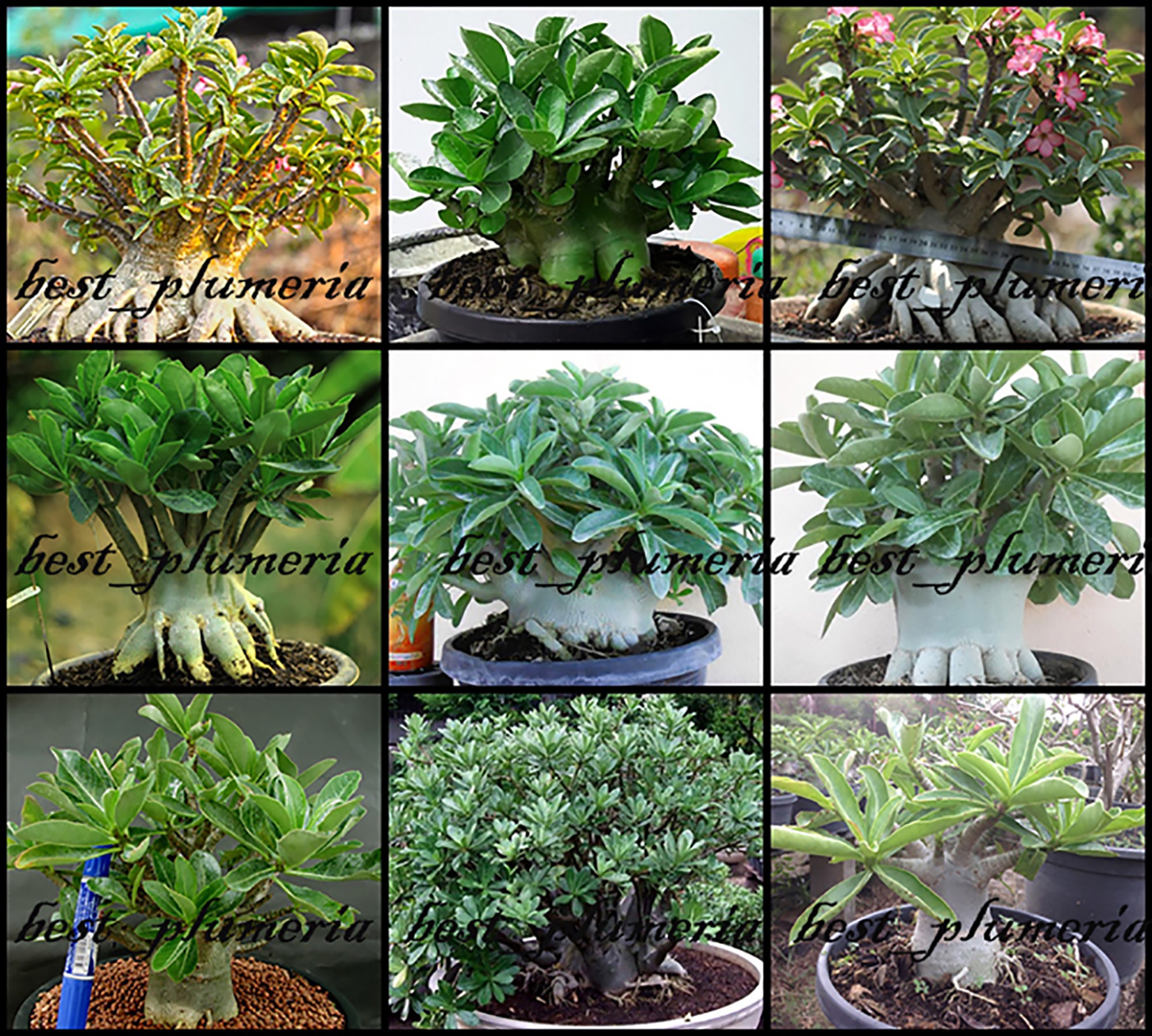 Adenium Arabicum Mixed 9 TYPES 200 Seeds Etsy