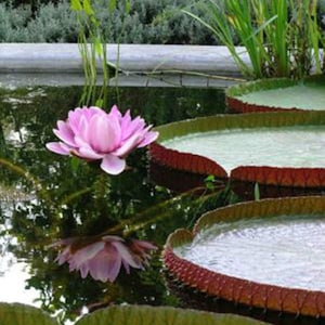 Victoria Amazonica/Giant Water Lily/Lotus/ 50 seeds image 3