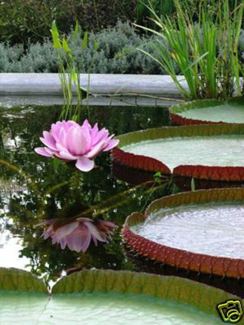 Victoria Amazonica/Giant Water Lily/Lotus/ 50 seeds image 3