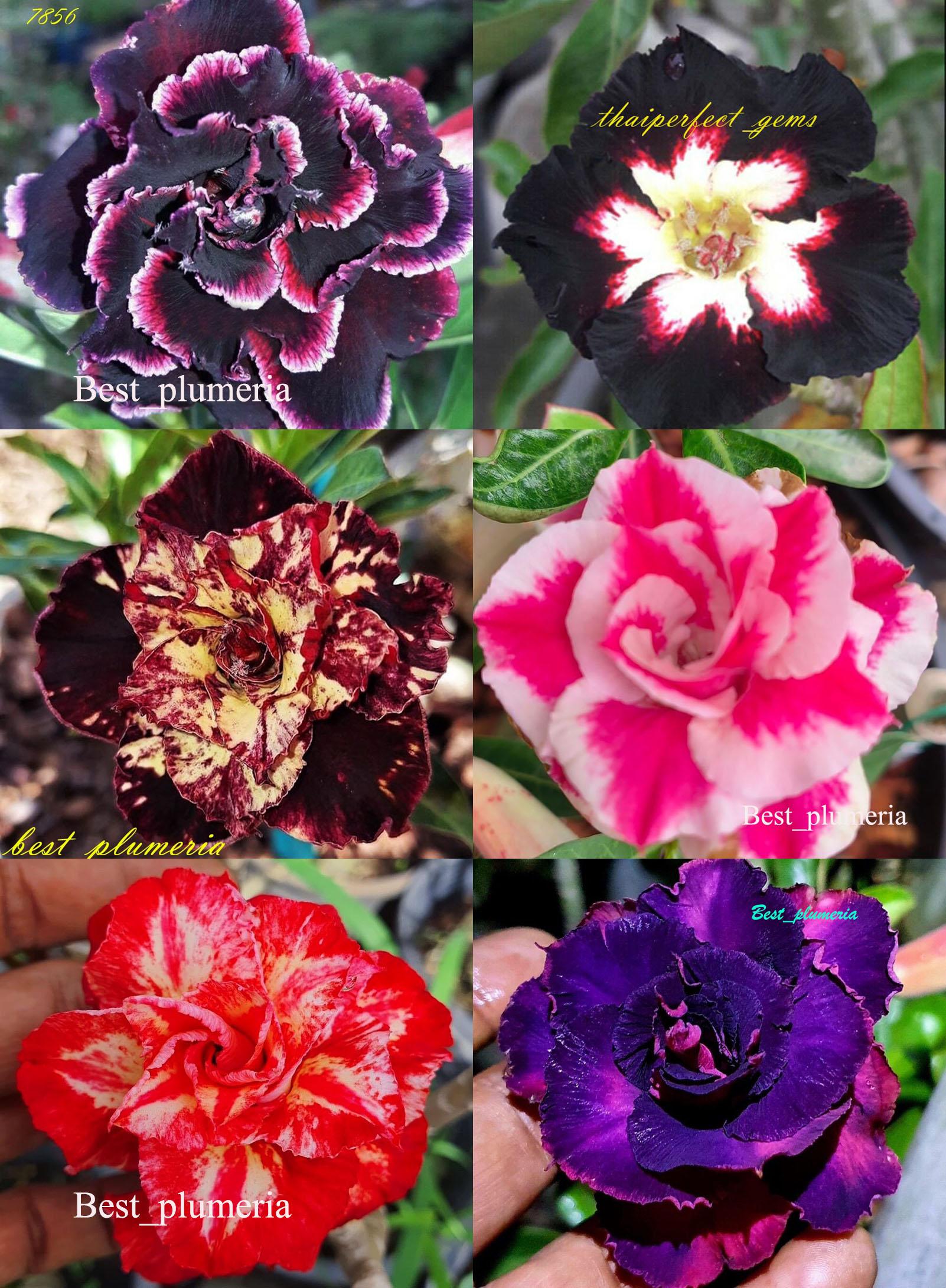 Pack De 6 Adenium Greffés (Rose Du Désert) – Plantes Rares Multicolores Faites Main