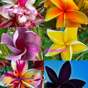 Cutting/Grafted plumeria/Plants/&quot; 6 Types&quot; /10-12 inches
