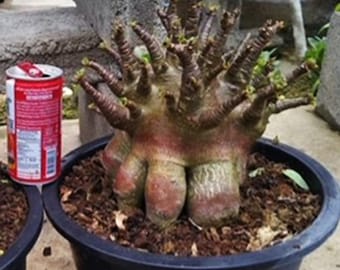 Super! Black Adenium Arabicum rosa del deserto "Kalamae" Pianta bonsai dalla forma compatta!