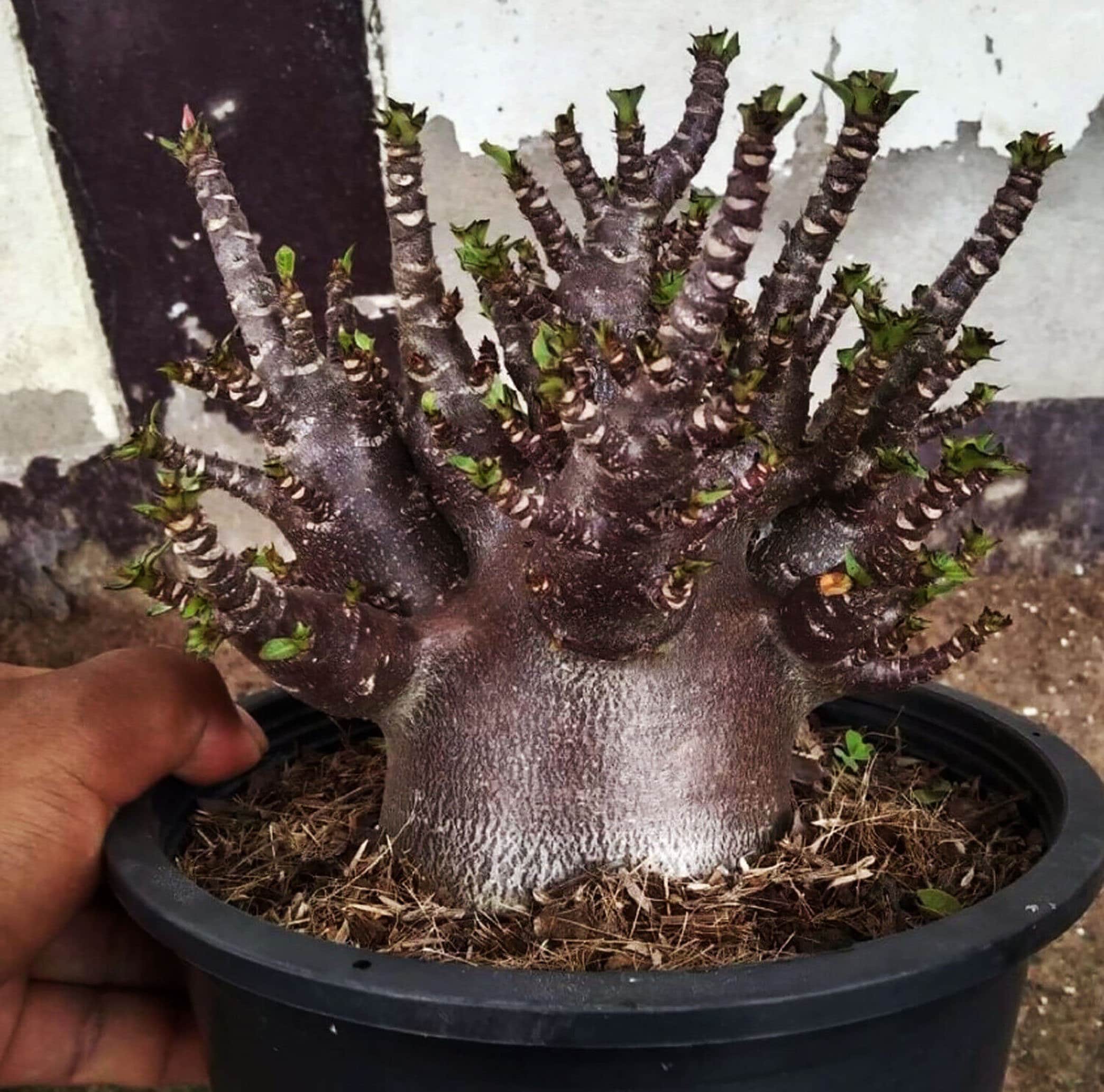 Black Adenium Arabicum Desert ROSE 