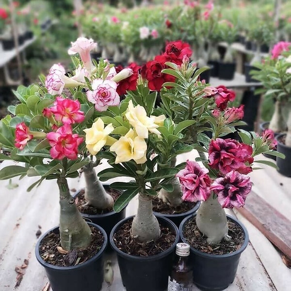 Adenium obesum "Mixed" 18 GRAFTED PLANTS Save Space