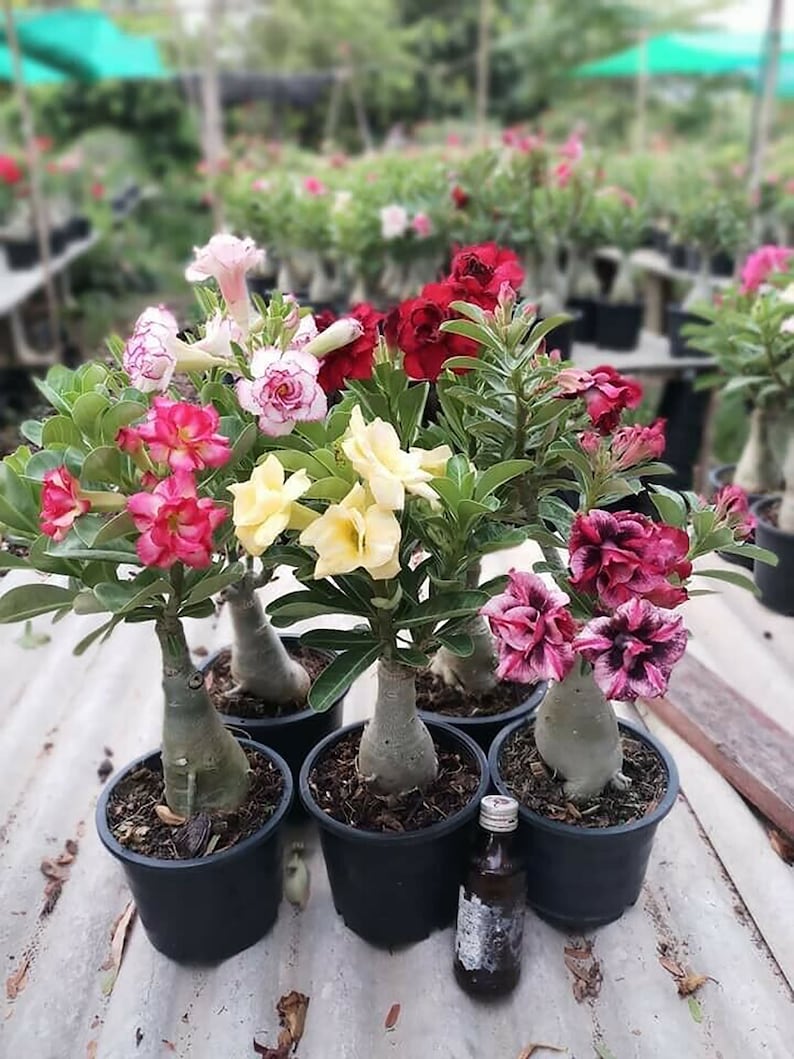 Adenium obesum Mixed 18 GRAFTED PLANTS Save Space image 1
