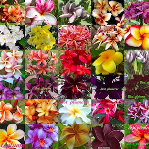 Plumeria / Frangipani / Samen/Blüten/Mixed 200 Samen Seltenes gratis Geschenk++++++++++++++