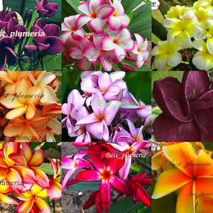 Plumeria Samen / Blumen / MX 250 Samen Seltenes kostenloses Geschenk !!