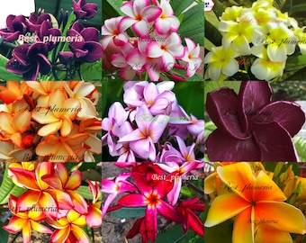 Plumeria Seeds/Flowers/MX 250 Seeds Rare