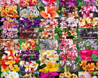 Plumeria Seeds/Flowers/MX 1,000 Seeds Rare