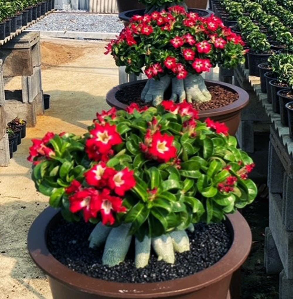 うぐたん Dorset Horn Adenium ＋V2ハックA 鉢植え Adenium Dorset Horn Desert Rose 